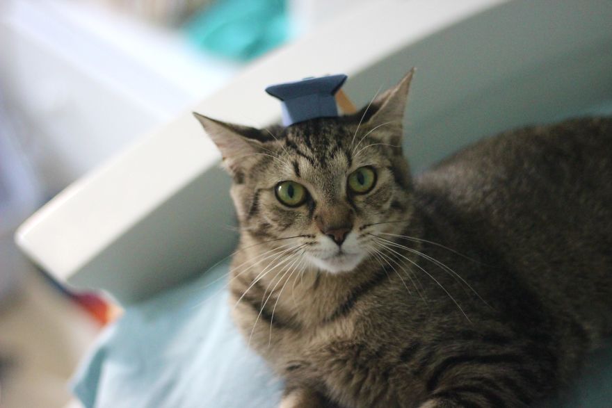 I Made Tiny Hats For My Foster Cat To Help Her Get Adopted