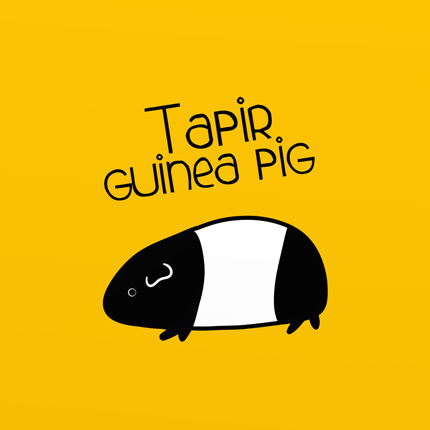 Tapir Guinea Pig (Which Actually Exists, Under The Name Of "Dutch Guinea Pig")
