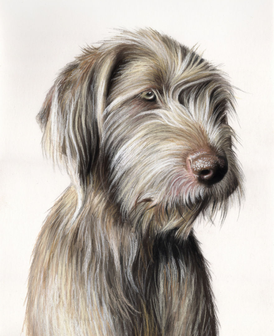I Paint Colourful Pet Portraits I Paint Colourful Pet Portraits