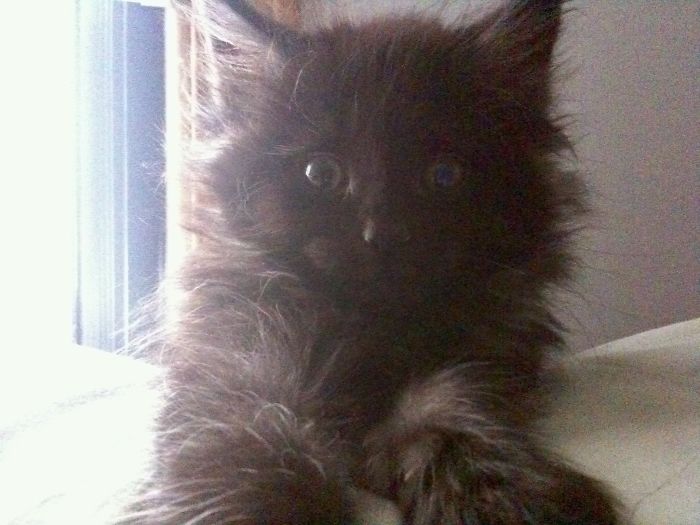 Baby Marlowe (3 Mos) The Morning After I Brought Him Home. Still Fluffy After 10 Years!