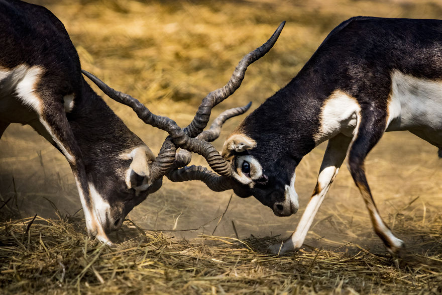 Two Bucks 'Lock Horns'