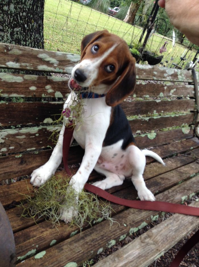 Napoleon Picklemeister, The Goofiest Beagle In Florida