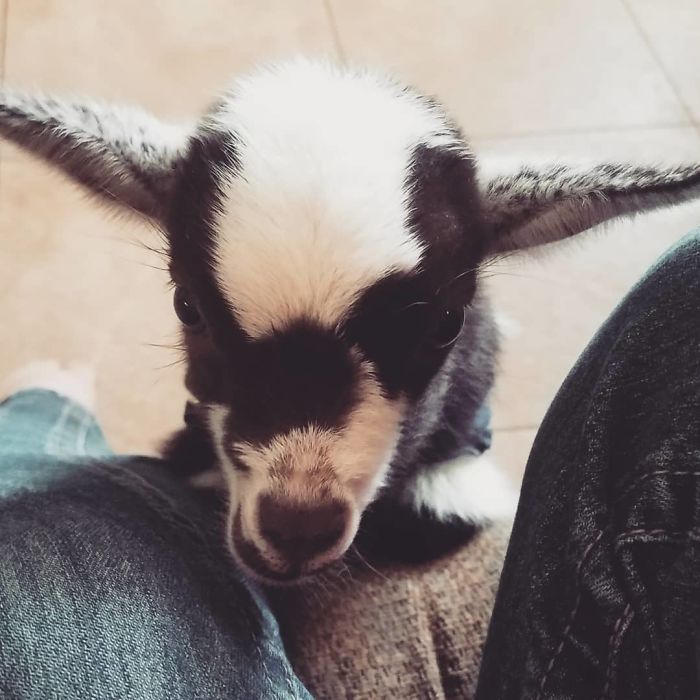 I Spent Last Summer Fostering A Baby Goat And It Never Learnt How To Goat