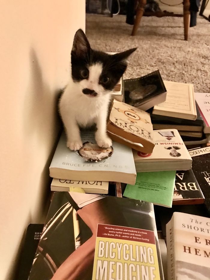 Henry On Top Of A Pile Of Books