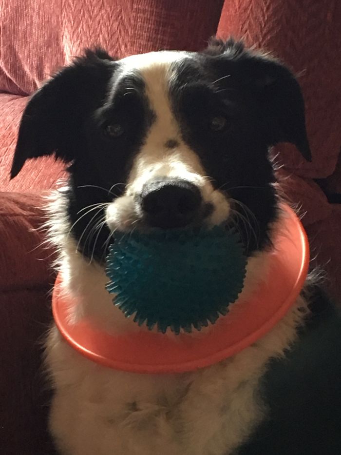 This Is Shilo, My 6 Year Old Rescue Border Collie Puppy Who Is Always Ready To Play And Always Keeps A Toy Near Him To He Can Have A Game With Anyone Who Will Play With Him. He Puts The Play Ring Around His Neck Himself And Carries A Ball So We Can Have A Choice In What We Play With. He's The Perfect Mix Of Love And Fun And I Love Him With All My Heart