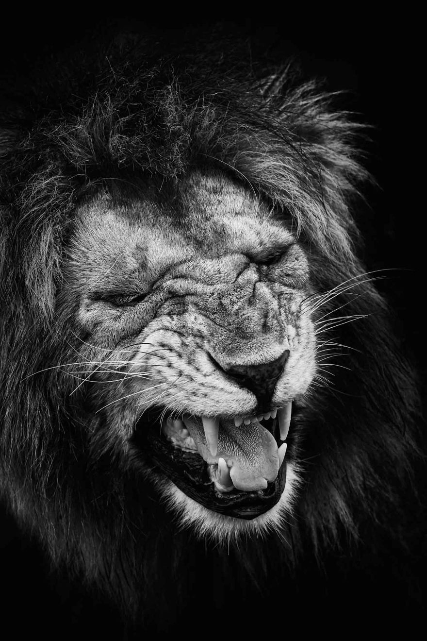 My Love Of Black And White Photography Of Lions