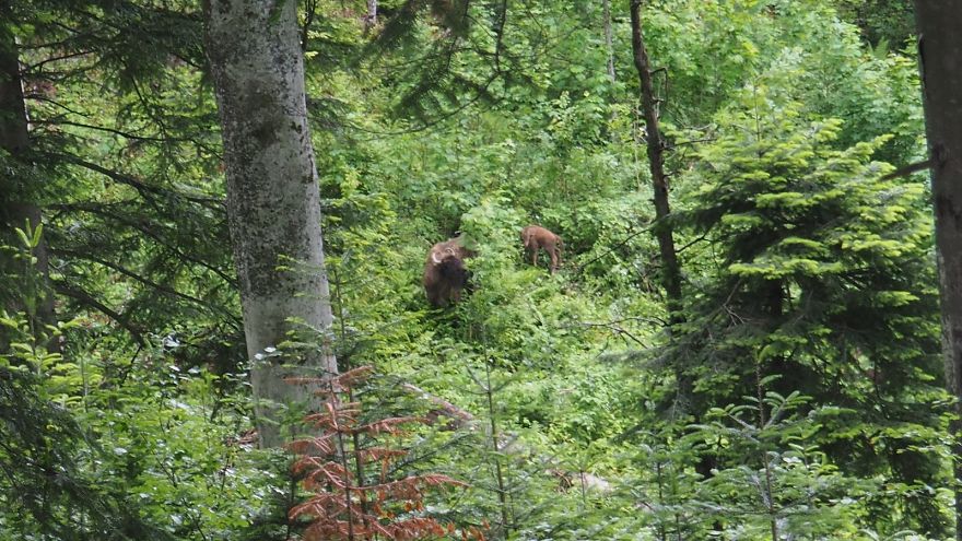 New Life In The Southern Carpathians New Life In The Southern Carpathians