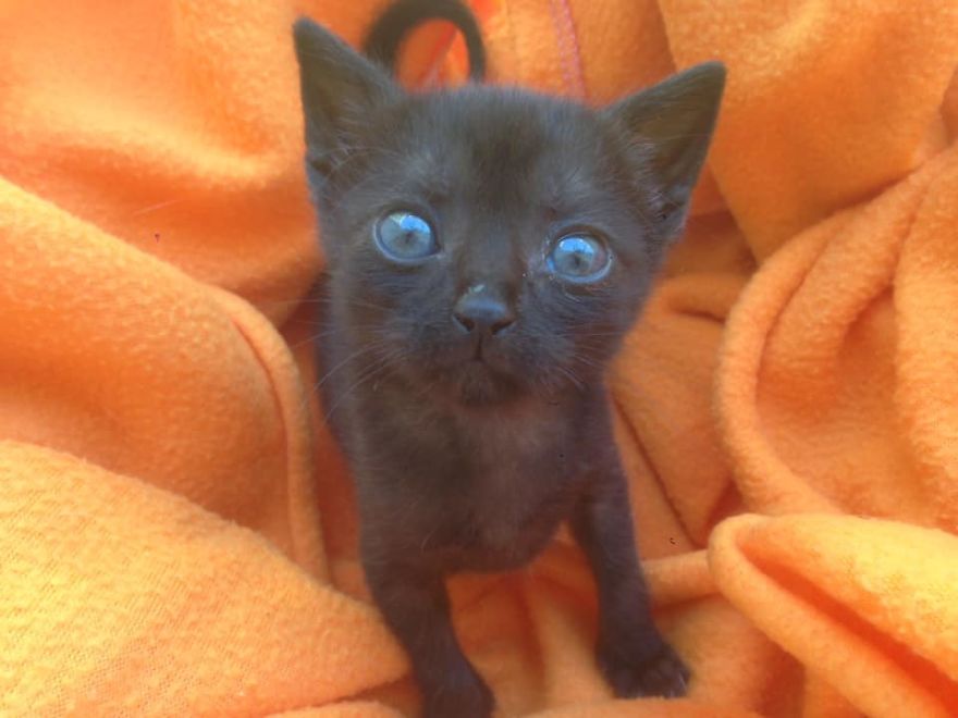 Meet Frodo The Little Kitten , Our New Family Member.