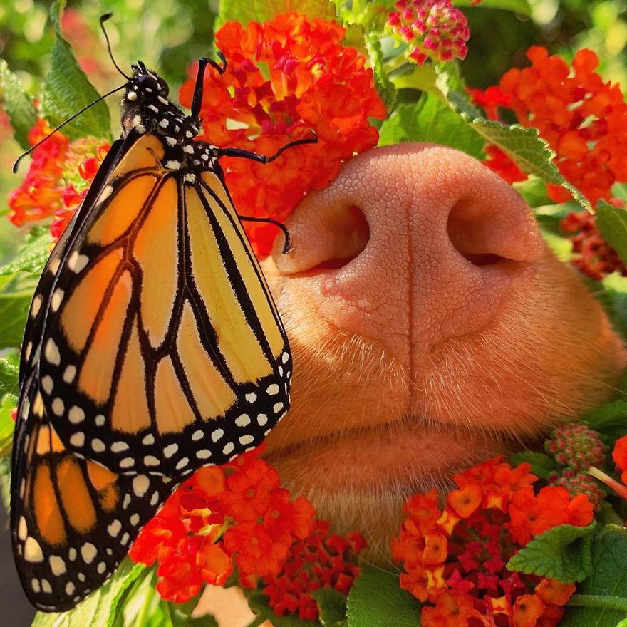 Gentle Doggo Befriends All The Butterflies That Live In His Garden (16 Pics)
