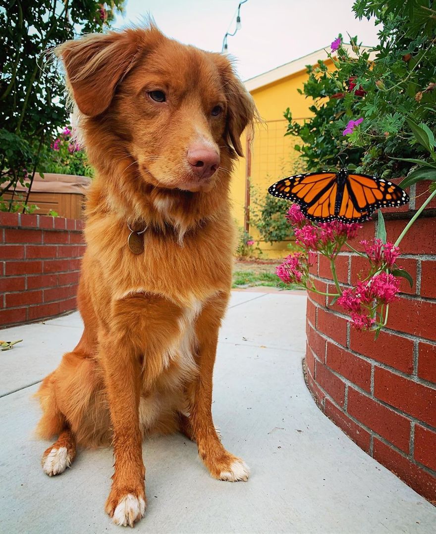 Gentle Doggo Befriends All The Butterflies That Live In His Garden (16 Pics)