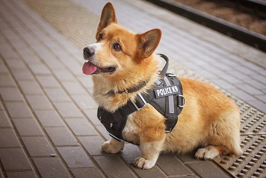 Meet Redhead, A Good Boy Who Was Able To Serve In The Police Despite His Short Legs