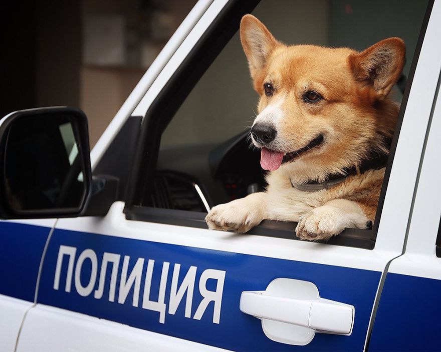 Meet Redhead, A Good Boy Who Was Able To Serve In The Police Despite His Short Legs