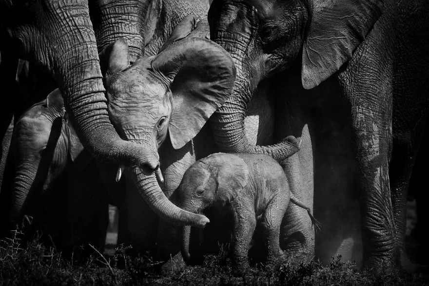 Baby Elephant, Few Day Old New Addition, Bonds Of Love