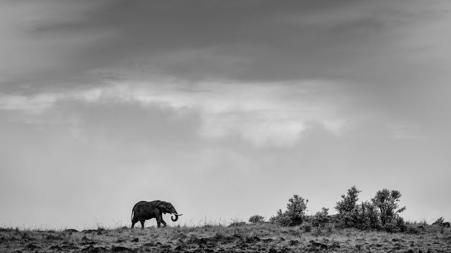 Lone Elephant-But Not Lonely