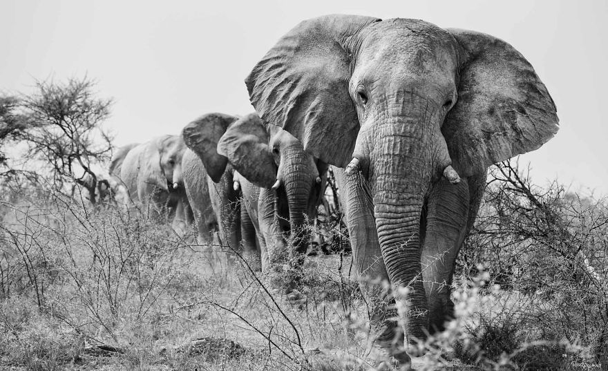 Bull Elephants On The March