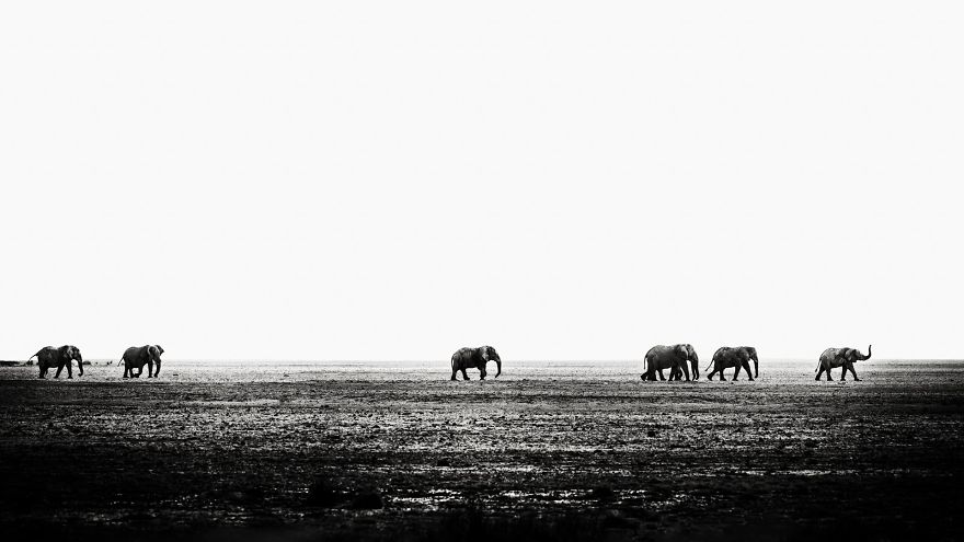 Seven Bull Elephants Marching Across Etosha Pan