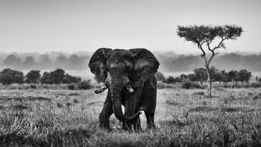 Duke, Bull Elephant, Masai Mara