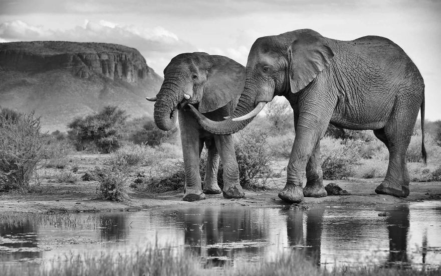 Elephant Brothers, Bonds Of Love