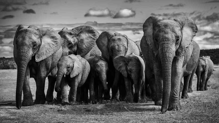 Family Of Elephants