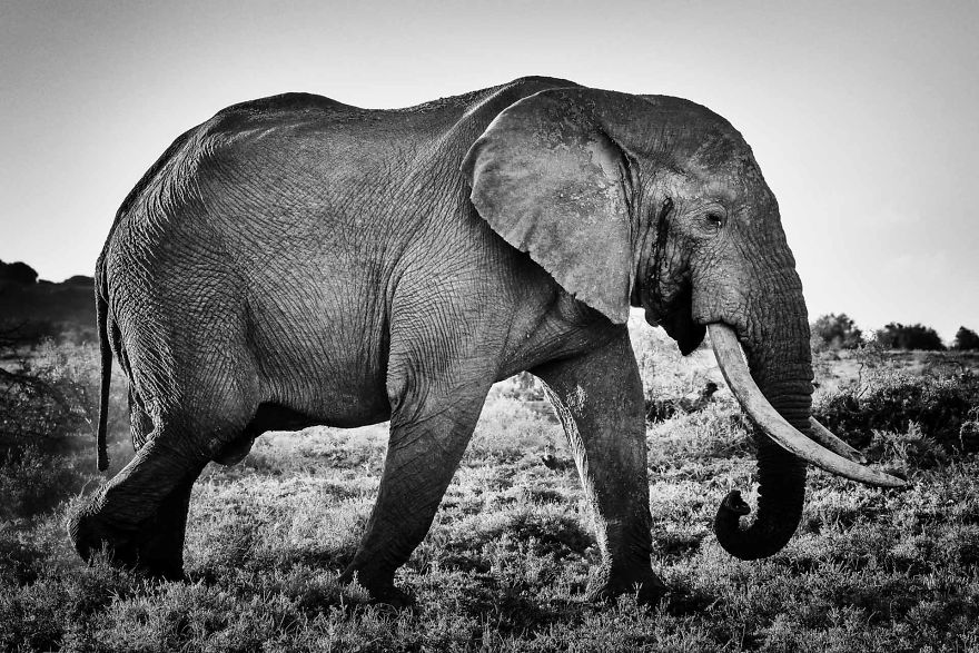 Valli, Tusker Addo Elephant Reserve