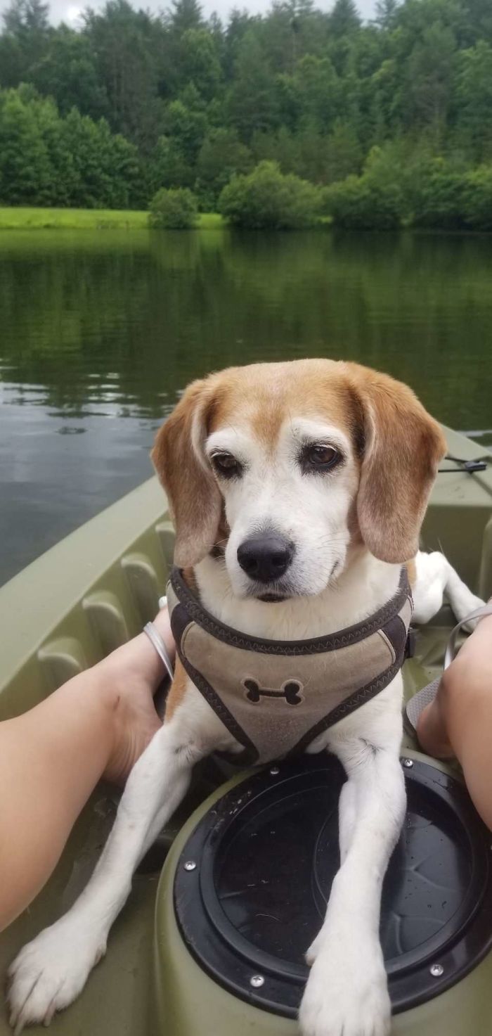 Odysseus (Odie) Saw The "Water Dog" And Had To Be Held So He Wouldn't Flip The Kayak