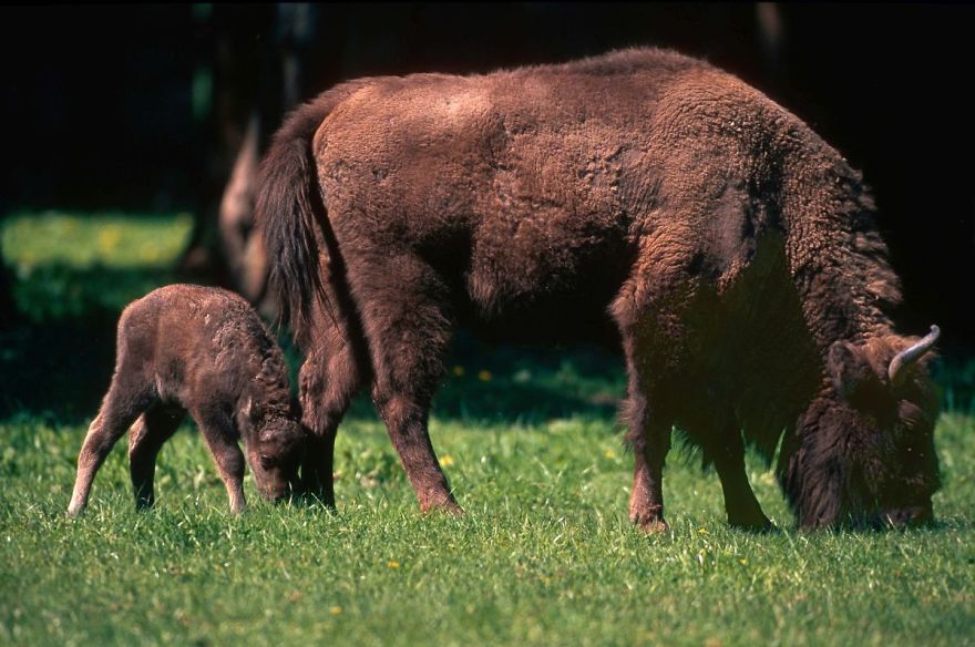 New Life In The Southern Carpathians New Life In The Southern Carpathians