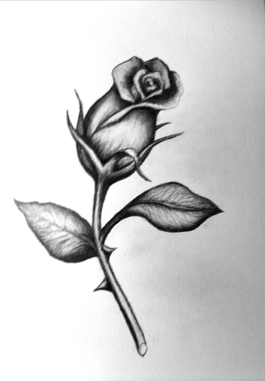 Strange Rose Strange Rose