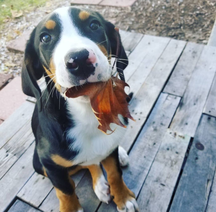 This Is Baby Zuri, Now 95 Lbs And A Certified Animal Assisted Therapy Dog. (Greater Swiss Mountain Dog).