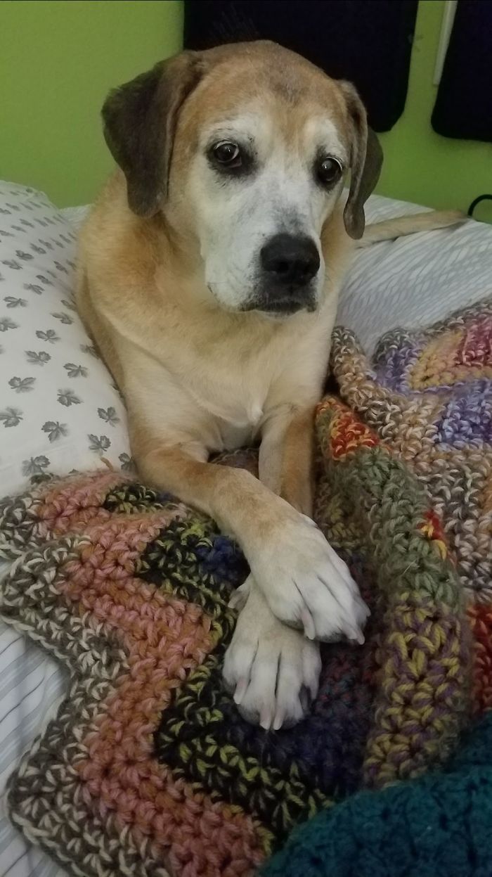 My Beautiful Dearly Departed Girl. She Gave Me The Best 12 Years Of My Life