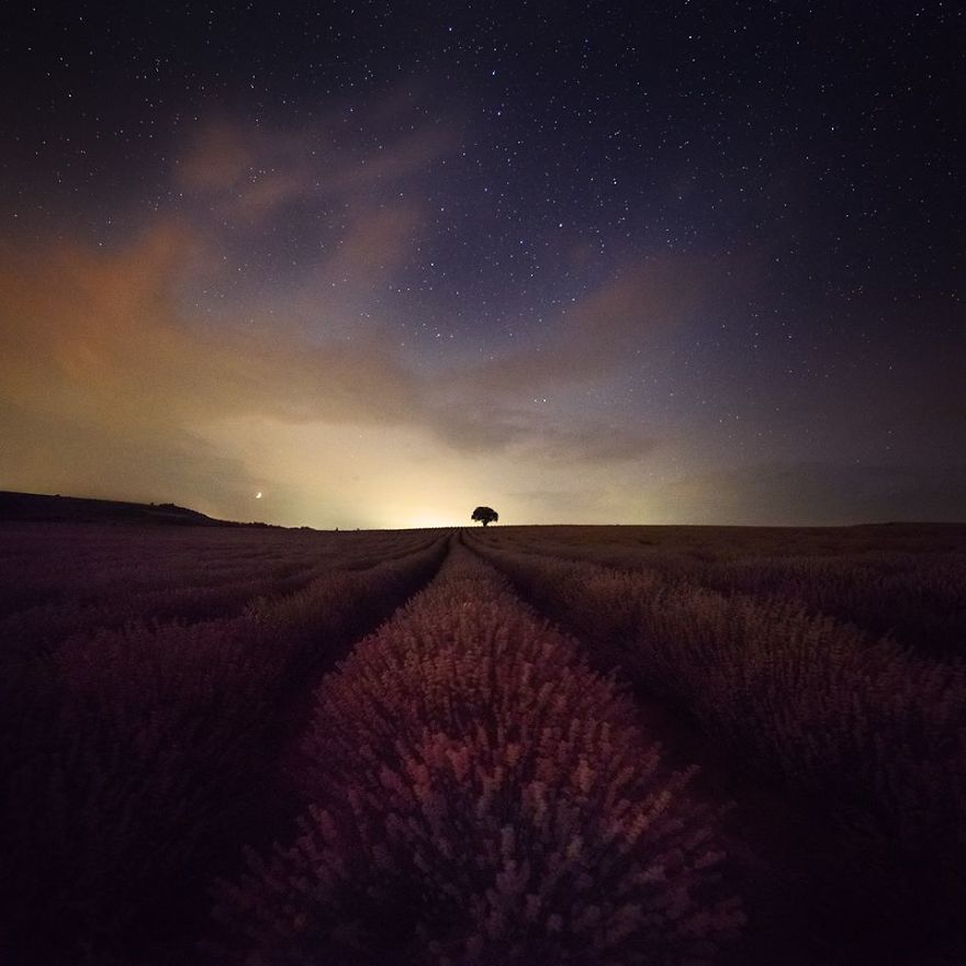 The Lonely Tree Between Lavenders
