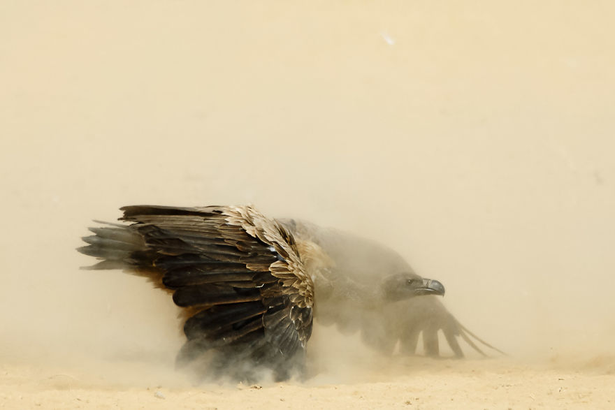 The Gladiator, White-Backed Vulture