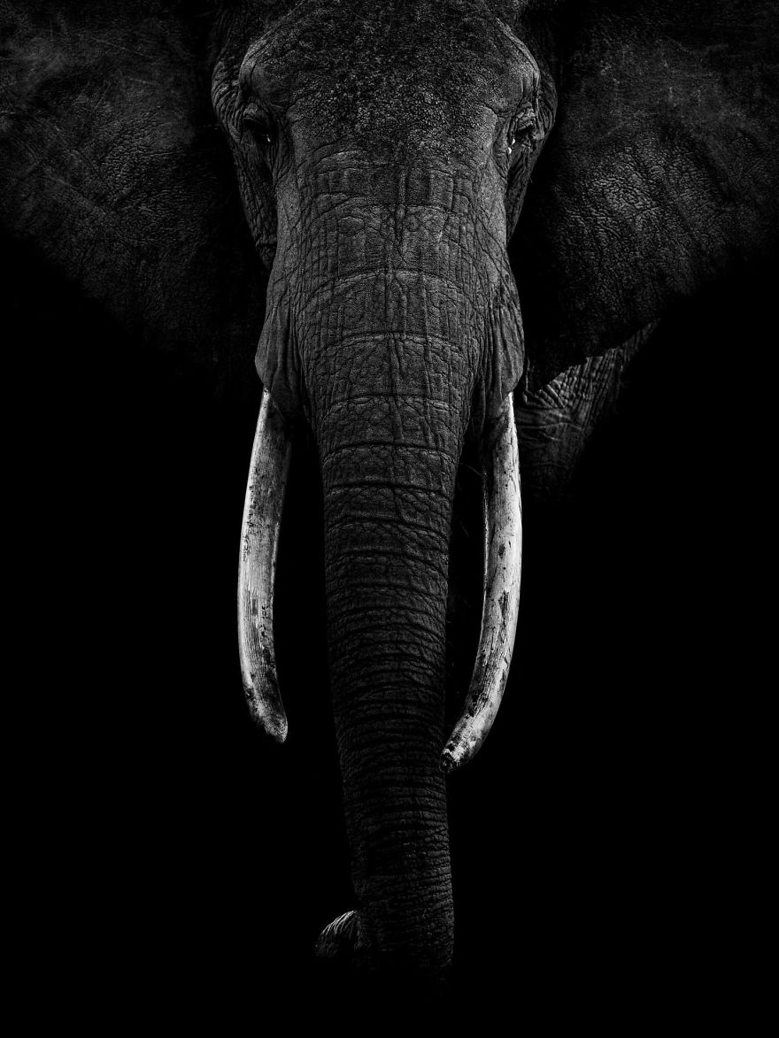 Queen Of The Mara, Matriarch Elephant
