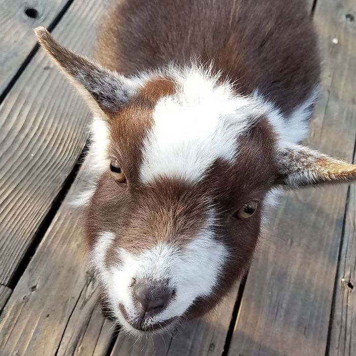 I Spent Last Summer Fostering A Baby Goat And It Never Learnt How To Goat