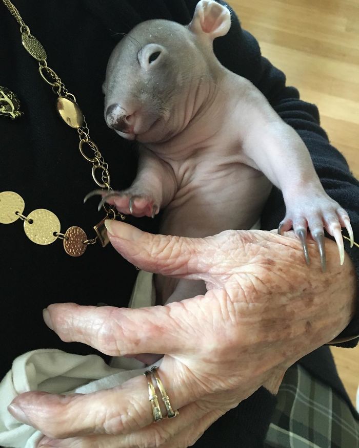 An Orphaned Baby Wombat Was Found In Her Dead Mother's Pouch Weighing Just 120 Grams, Got Rescued