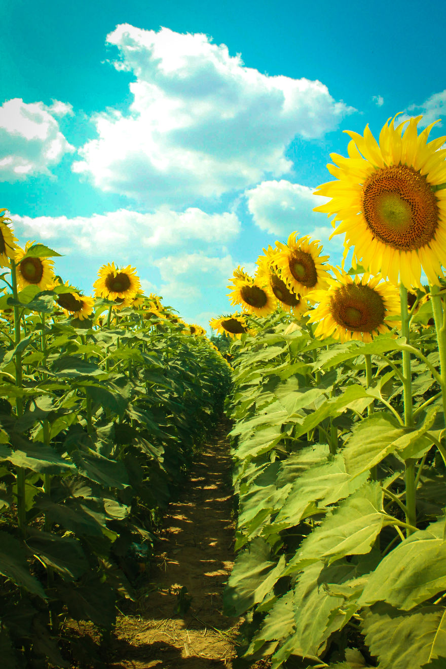 Sun-Flower