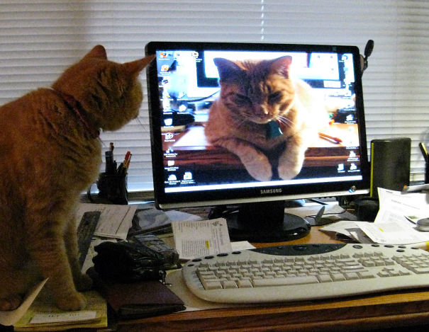Widescreen-monitor-cat-Looking-on-5f0e5839c29d1.jpg