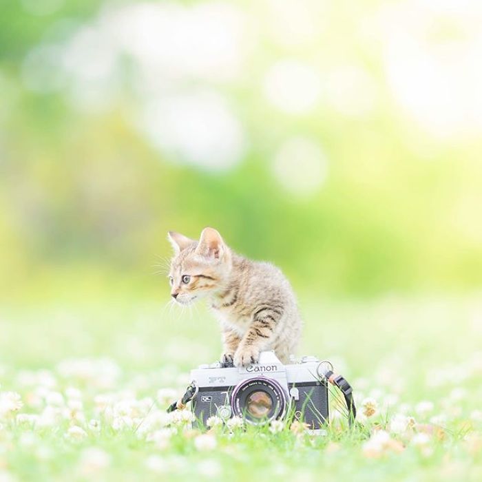 You Will Fall In Love With These Purrfessional Photographe