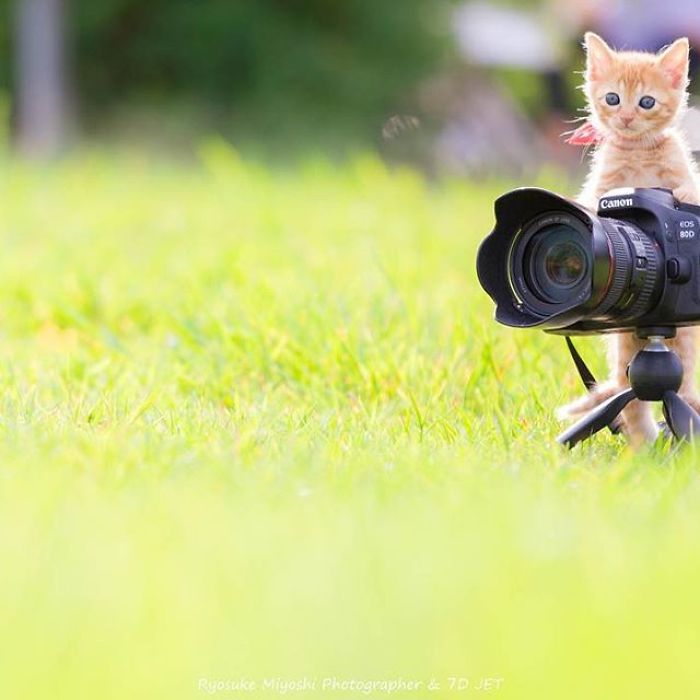 You Will Fall In Love With These Purrfessional Photographe
