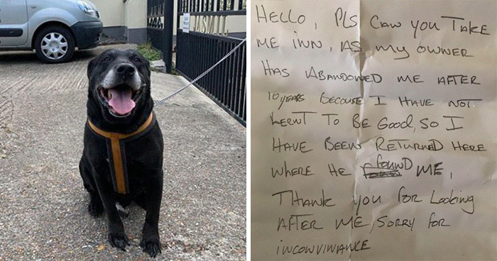 “I Haven’t Learnt To Be Good”: People Find An Abandoned Elderly Labrador With A Note