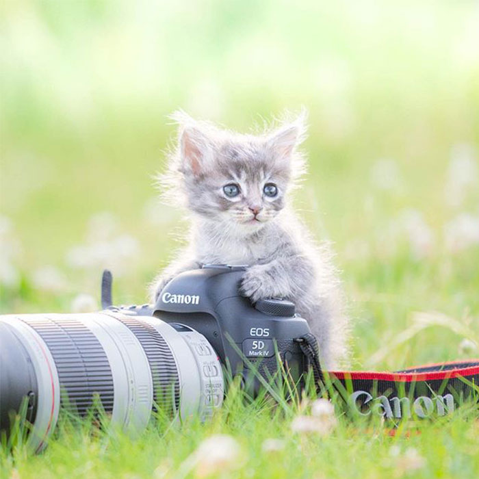 This Photographer Captures Bright And Happy Photos Of Adorable Kittens Playing With Cameras (18 Pics)