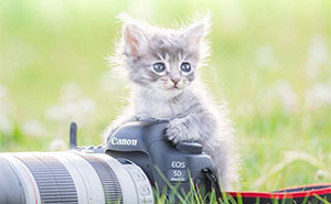 This Photographer Captures Bright And Happy Photos Of Adorable Kittens Playing With Cameras (18 Pics)