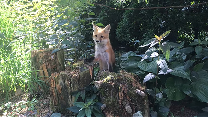 Family Of 7 Foxes Keeps Visiting Man's Backyard Playground To Have A Good Time