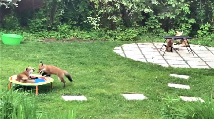 Family Of 7 Foxes Keeps Visiting Man's Backyard Playground To Have A Good Time