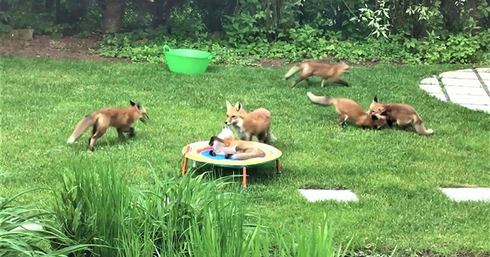 Family Of 7 Foxes Keeps Visiting Man’s Backyard Playground To Have A Good Time