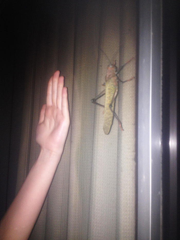 I Found A Grasshopper In Costa Rica And Used My 16cm Hand For Scale