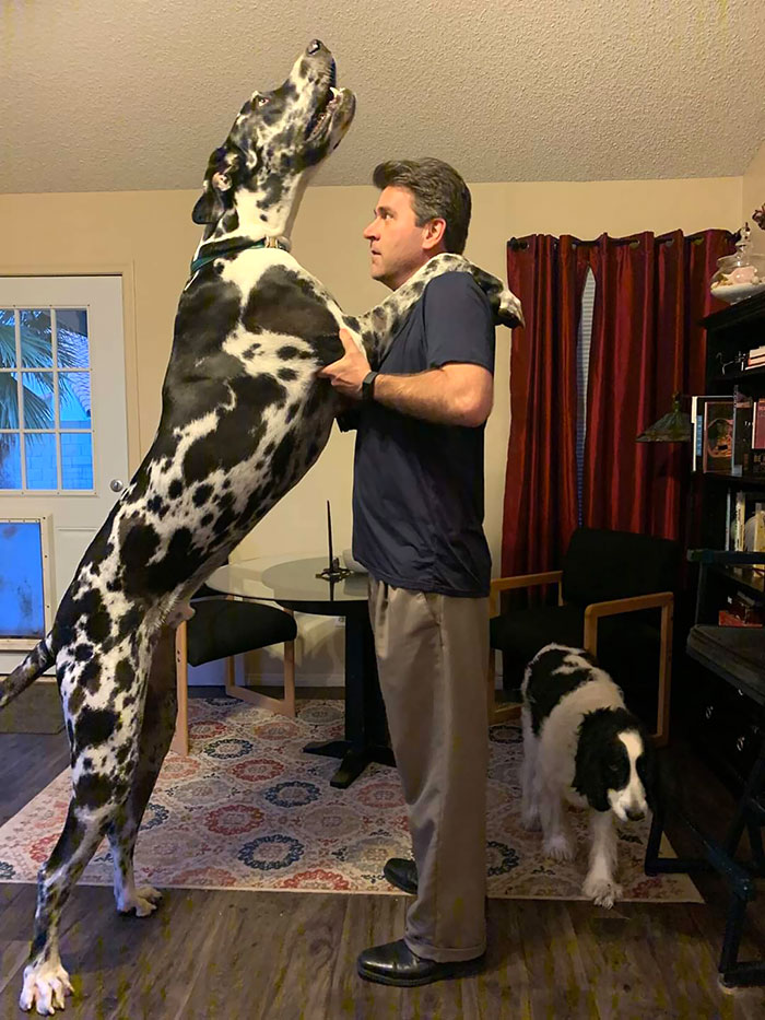 Mi padre (1,88m) y mi perro