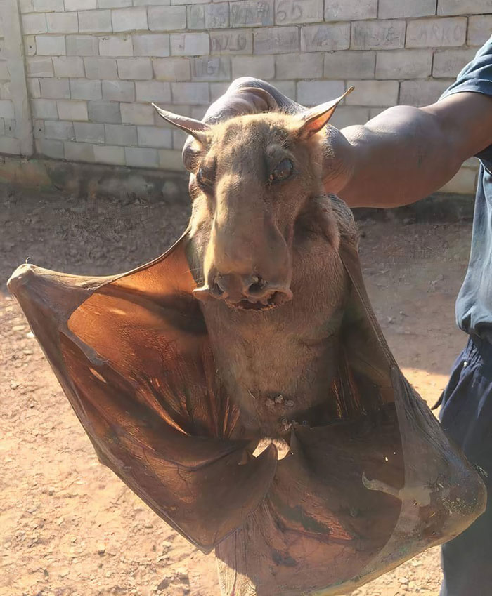 This Is A Hammerhead Bat And Is By Far The Creepiest Animal I've Seen
