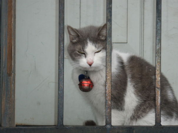 biscuit_behind_bars_angry-5f076f25568fc.jpg