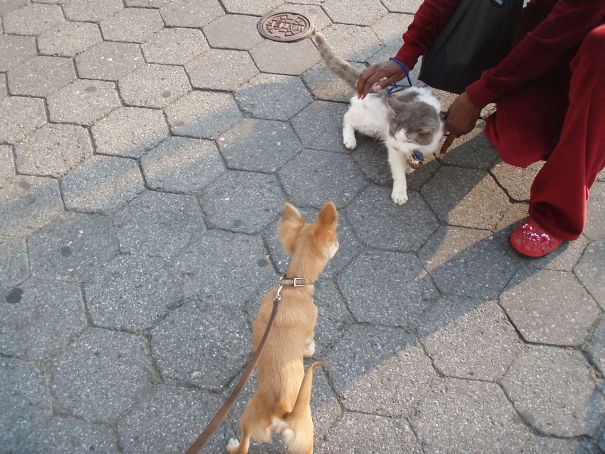biscuit_meets_a_dog_in_battery_park2-5f07878377986.jpg