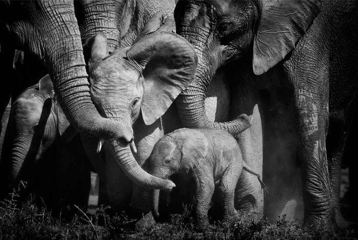 I Have Spent Countless Hours With Elephants, Here Are My 25 Favorite Photos